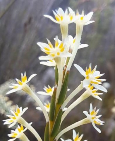Struthiola ciliata flowers